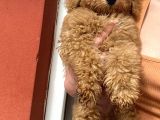 Red Toy Poodle Erkek