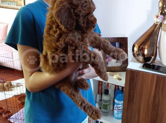 Efsane Red Brown Erkek Poodle Yavrusu görsel