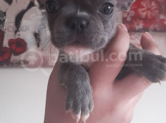 Harika Blue Merle Bebekler görsel