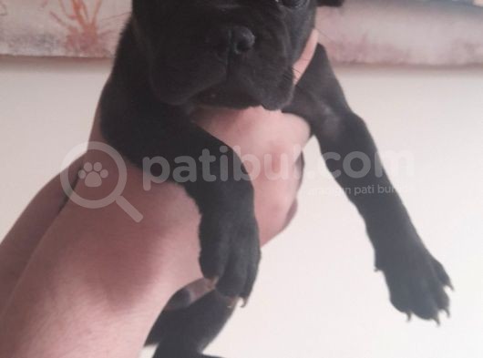 Harika Blue Merle Bebekler görsel