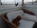 Küt Burunlu Disi Kahverengi Maskeli Koyu Apricot Bebek Yüzlü Poodle Yavru