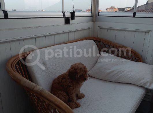 Küt Burunlu Disi Kahverengi Maskeli Koyu Apricot Bebek Yüzlü Poodle Yavru görsel