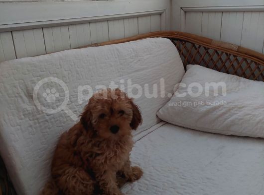 Küt Burunlu Disi Kahverengi Maskeli Koyu Apricot Bebek Yüzlü Poodle Yavru görsel