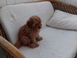 Küt Burunlu Disi Kahverengi Maskeli Koyu Apricot Bebek Yüzlü Poodle Yavru