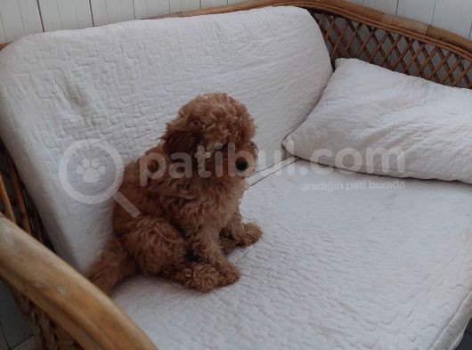 Küt Burunlu Disi Kahverengi Maskeli Koyu Apricot Bebek Yüzlü Poodle Yavru görsel
