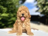 Di̇şi̇ Erkek Toy Poodle Bebekler