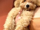Toy Poodle Apri̇cot Di̇şi̇