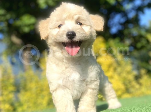Gülen Surat Malti̇poo Yavrularimiz görsel