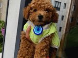 Birbirlerinden Sevimli Toy Poodle Yavrularımız