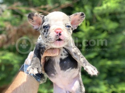 Özel Renk Merle French Bulldog Mavi̇ Gözlü görsel