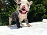 Özel Renk Merle French Bulldog Mavi̇ Gözlü