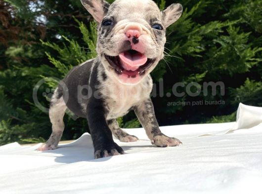 Özel Renk Merle French Bulldog Mavi̇ Gözlü görsel
