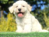 Di̇zayn Irk Malti̇poo Bebekleri̇mi̇z