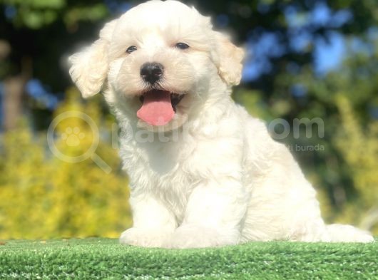 Di̇zayn Irk Malti̇poo Bebekleri̇mi̇z