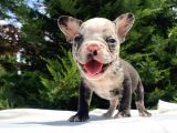 Özel Renk Merle French Bulldog Mavi̇ Gözlü