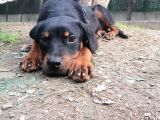 Sevimli Rottweiler Yavrular
