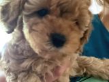 Küt Burunlu Disi Kahverengi Maskeli Koyu Apricot Bebek Yüzlü Poodle Yavru