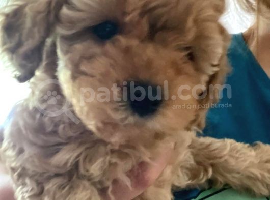Küt Burunlu Disi Kahverengi Maskeli Koyu Apricot Bebek Yüzlü Poodle Yavru görsel