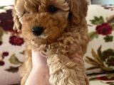 Küt Burunlu Disi Kahverengi Maskeli Koyu Apricot Bebek Yüzlü Poodle Yavru