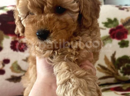 Küt Burunlu Disi Kahverengi Maskeli Koyu Apricot Bebek Yüzlü Poodle Yavru görsel