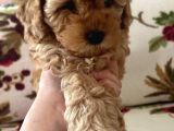 Küt Burunlu Disi Kahverengi Maskeli Koyu Apricot Bebek Yüzlü Poodle Yavru