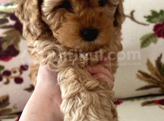 Küt Burunlu Disi Kahverengi Maskeli Koyu Apricot Bebek Yüzlü Poodle Yavru görsel