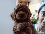 Efsane Red Brown Erkek Poodle Yavrusu