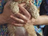 Küt Burunlu Disi Kahverengi Maskeli Koyu Apricot Bebek Yüzlü Poodle Yavru