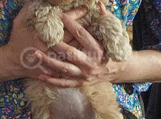 Küt Burunlu Disi Kahverengi Maskeli Koyu Apricot Bebek Yüzlü Poodle Yavru
