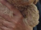 Küt Burunlu Disi Kahverengi Maskeli Koyu Apricot Bebek Yüzlü Poodle Yavru