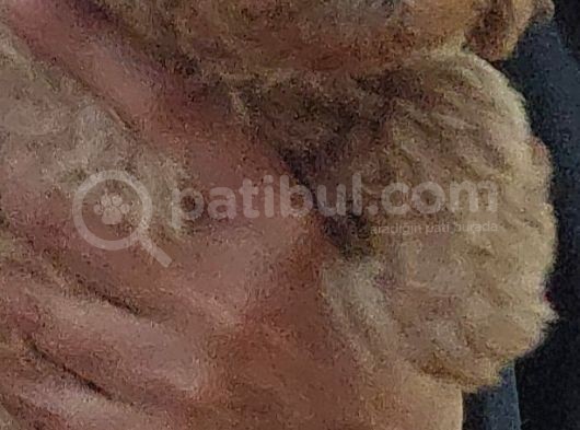 Küt Burunlu Disi Kahverengi Maskeli Koyu Apricot Bebek Yüzlü Poodle Yavru görsel