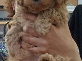 Küt Burunlu Disi Kahverengi Maskeli Koyu Apricot Bebek Yüzlü Poodle Yavru