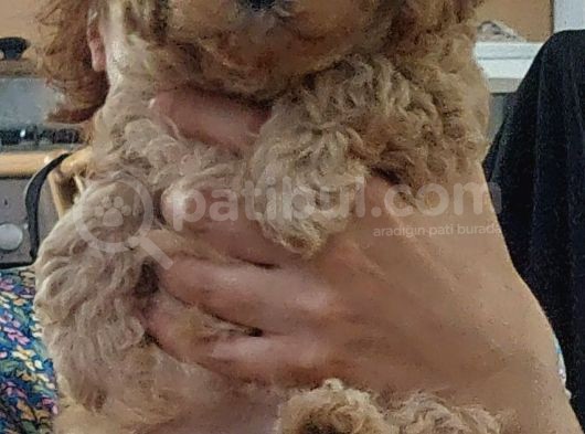 Küt Burunlu Disi Kahverengi Maskeli Koyu Apricot Bebek Yüzlü Poodle Yavru görsel