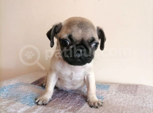 Safkan Pug Mops Yavrular görsel