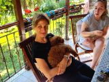 Efsane Red Brown Erkek Poodle Yavrusu