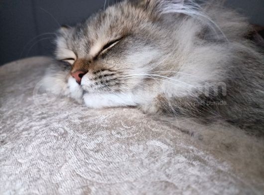 British Longhair Sahiplendirme görsel