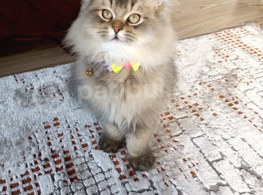 British Longhair Sahiplendirme görsel