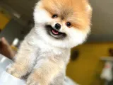 A Class Pomeranian Boo Isteyenlere Özel Yavrularımız