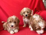 Anne Babasını Göreceğiniz Maltipoo Yavrularımız