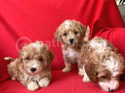 Anne Babasını Göreceğiniz Maltipoo Yavrularımız görsel