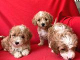 Anne Babasını Göreceğiniz Maltipoo Yavrularımız