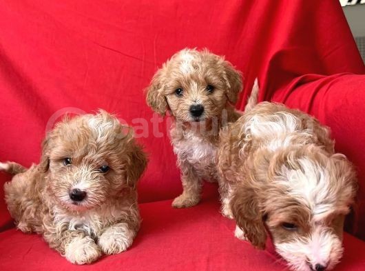 Anne Babasını Göreceğiniz Maltipoo Yavrularımız görsel