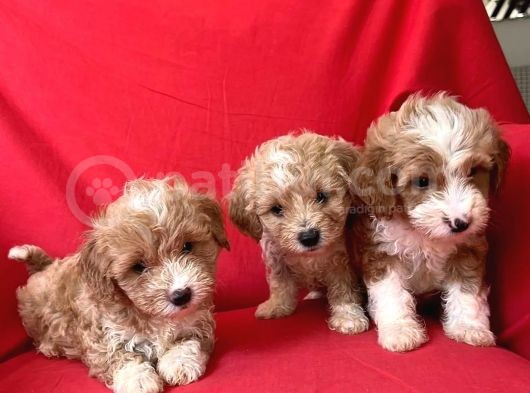 Anne Babasını Göreceğiniz Maltipoo Yavrularımız