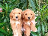 Malti̇po Ci̇nsi̇