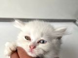 Scottish Fold Yavrularımız Yeni Ailelerini Bekliyor