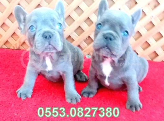 Blue Li̇lac Quad French Bulldog Yavrular İzmi̇r