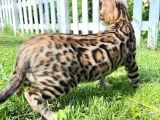 Pedigreed Bengal Kittens