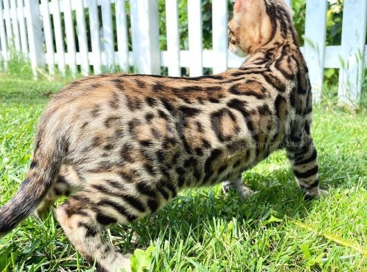 Pedigreed Bengal Kittens görsel