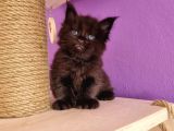 Polydacty 6 Toes Mainecoon Xl