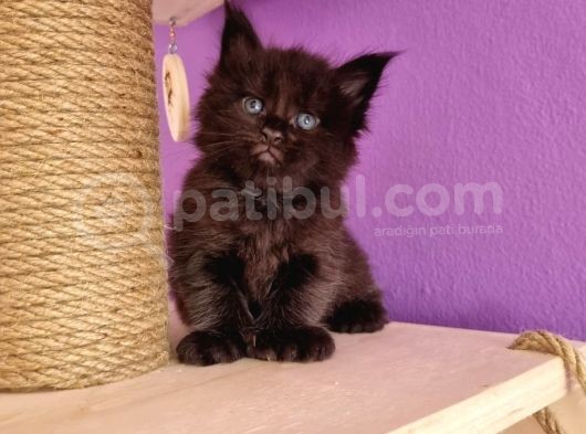 Polydacty 6 Toes Mainecoon Xl görsel